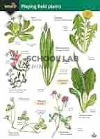 Buy More Save More Field Studies Council Guide to Playing Field Plants